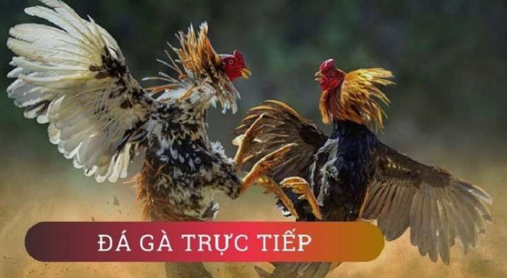 Nền tảng 84Win cung cấp các trò chơi xổ số vô cùng hấp dẫn - 84Win