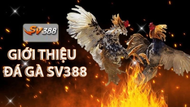 Tại sao tôi lại tham gia Đại hội Thể thao Tt88? - Tt88